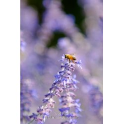 Luscious Lavender