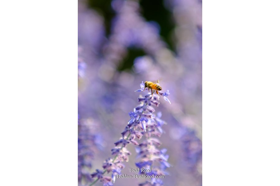 Luscious Lavender
