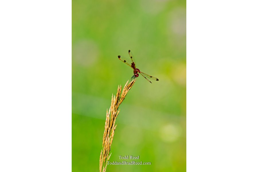 Outdoor Acrobat