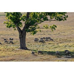 Grazing in the Grass