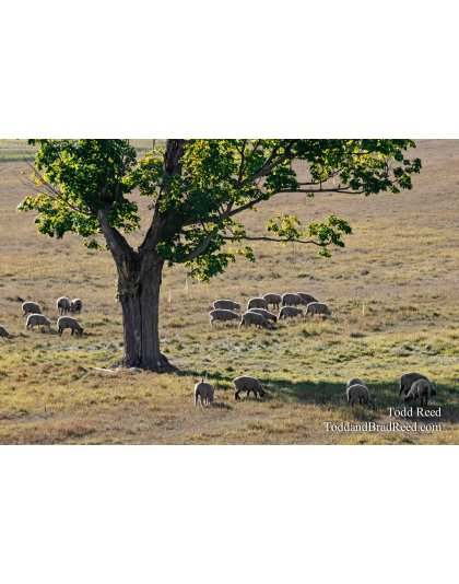 Grazing in the Grass