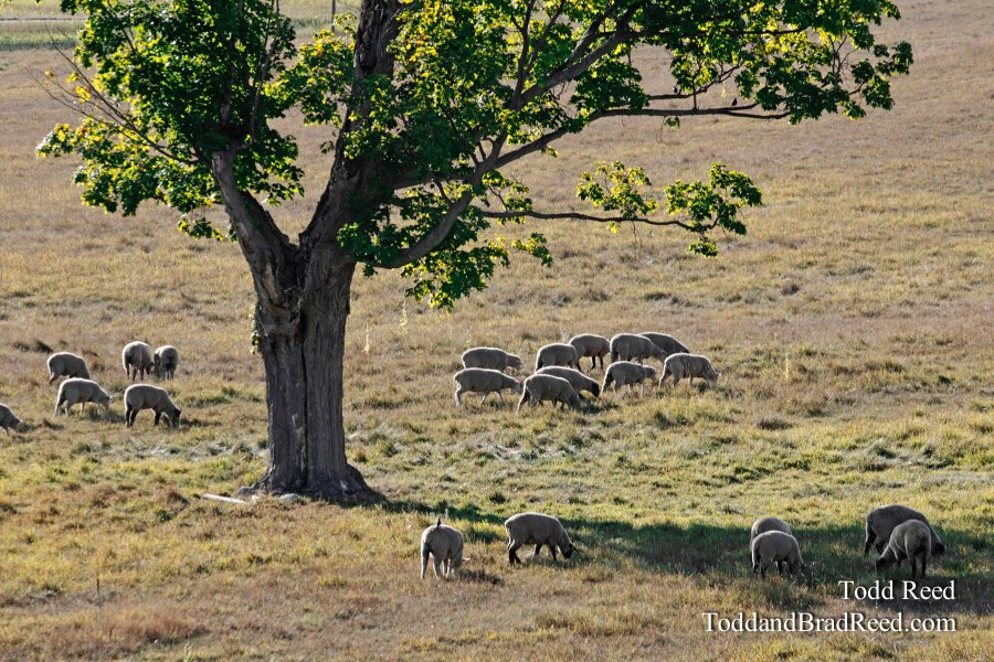 Grazing in the Grass