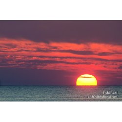 Orange Ending