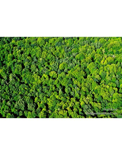 A Michigan Forest from Above