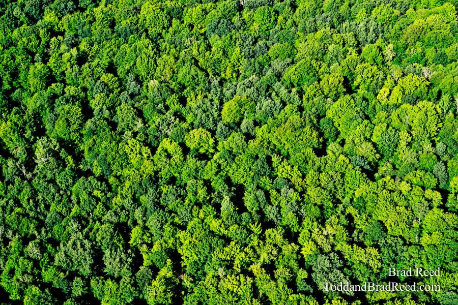 A Michigan Forest from Above