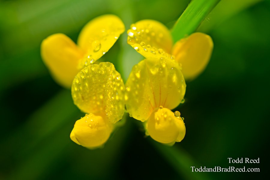 Dewy Symmetry