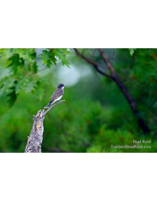 Eastern Kingbird