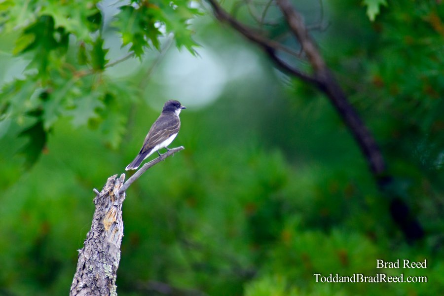 Eastern Kingbird