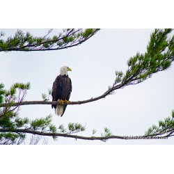 Hunting for Fish