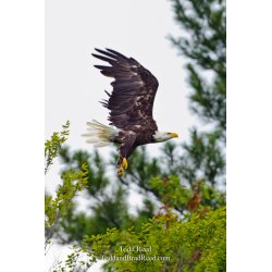 Gear Down
