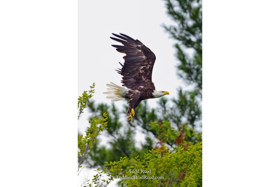 Gear Down