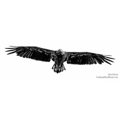 Regal Raptor - Panoramic