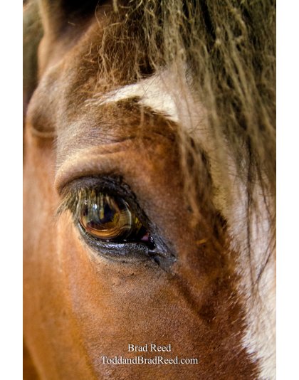 A World Famous Budweiser Clydesdale