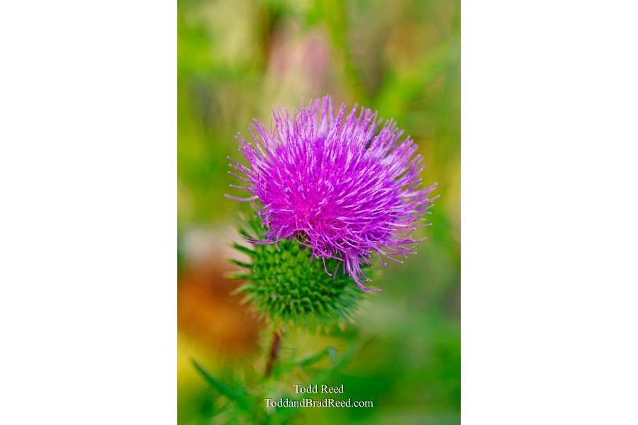 Pretty Prickly