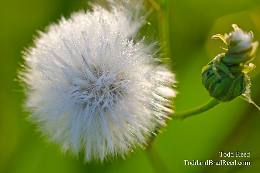Natures Bling