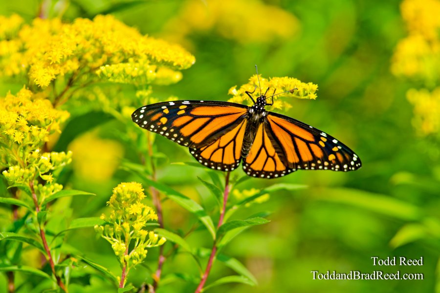 Monarch Morning