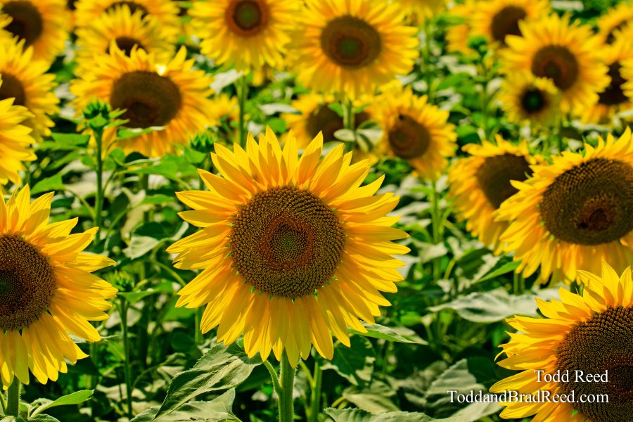 Sunshine