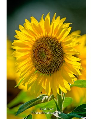 Stakenas Sunflower