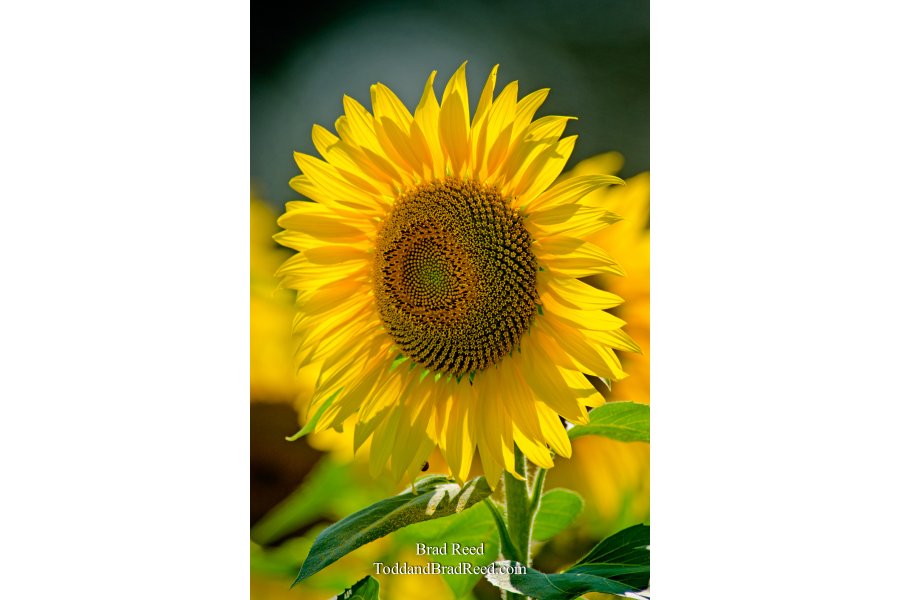 Stakenas Sunflower
