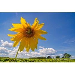 Pinwheel
