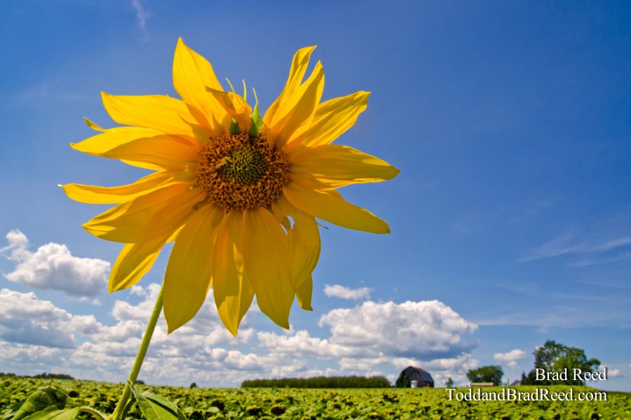 Pinwheel