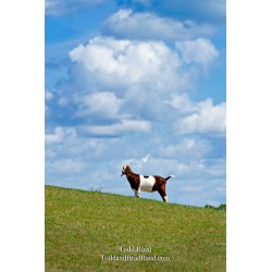 Hill Top Goat