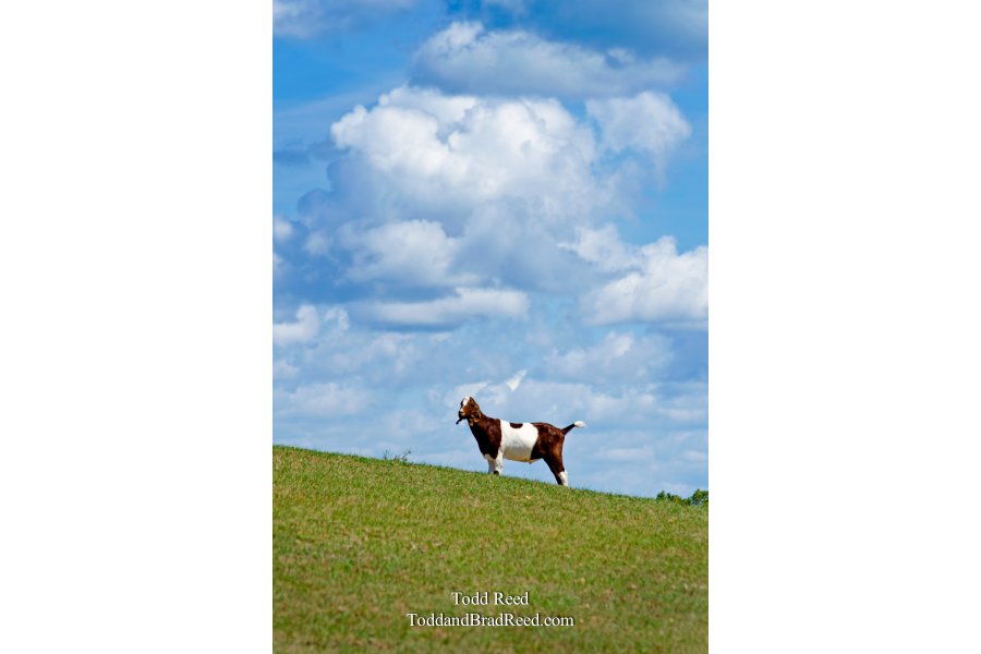 Hill Top Goat