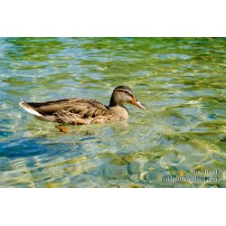 Torch Lake Mallard