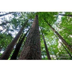Towering Timber