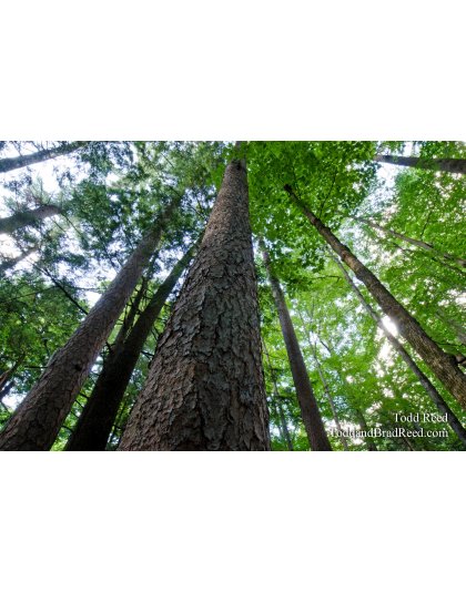 Towering Timber