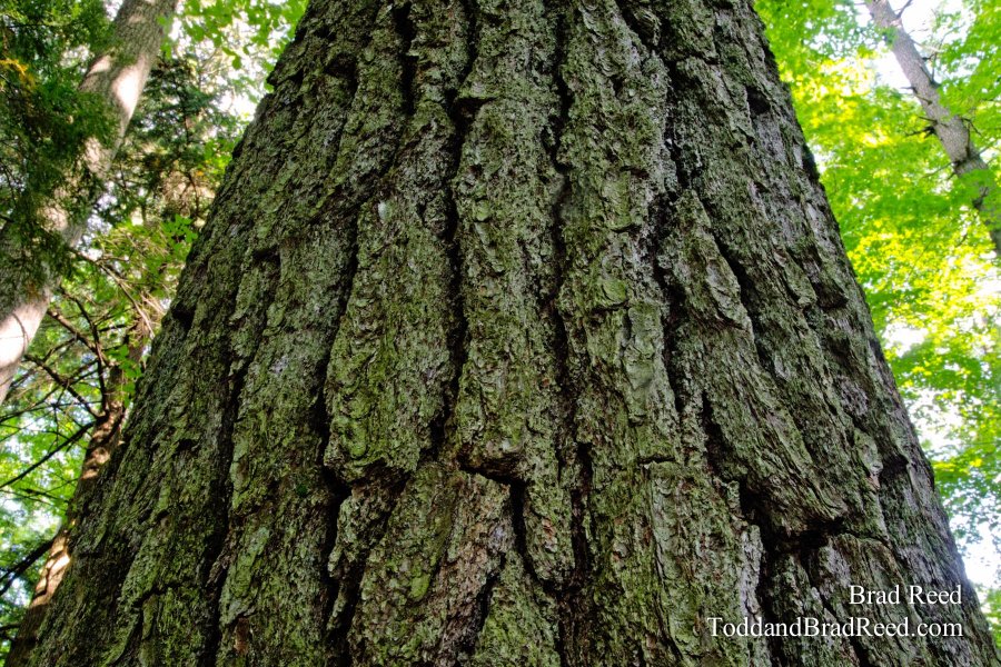 White Pine Giant