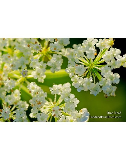 Unique View of the Queen