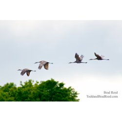 Crane Migration