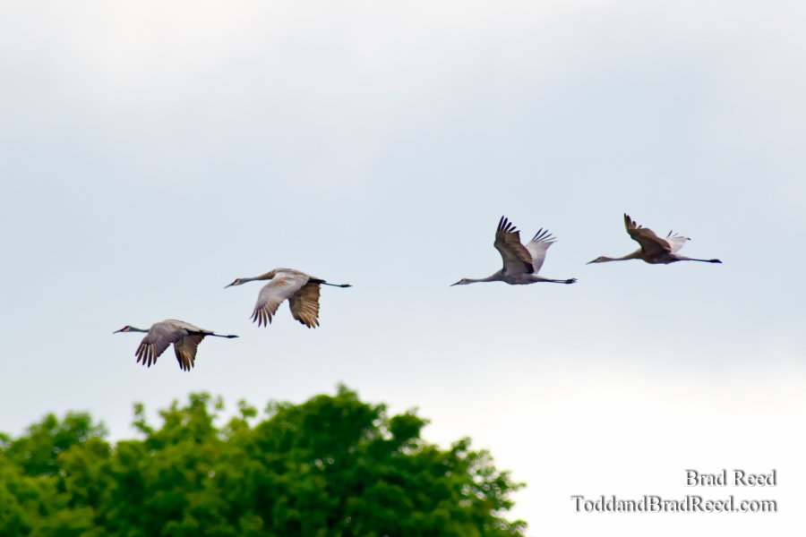 Crane Migration