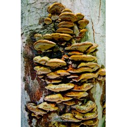 Fungus Art