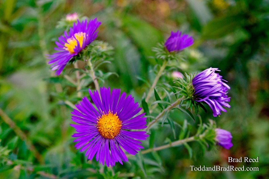 Pretty in Purple