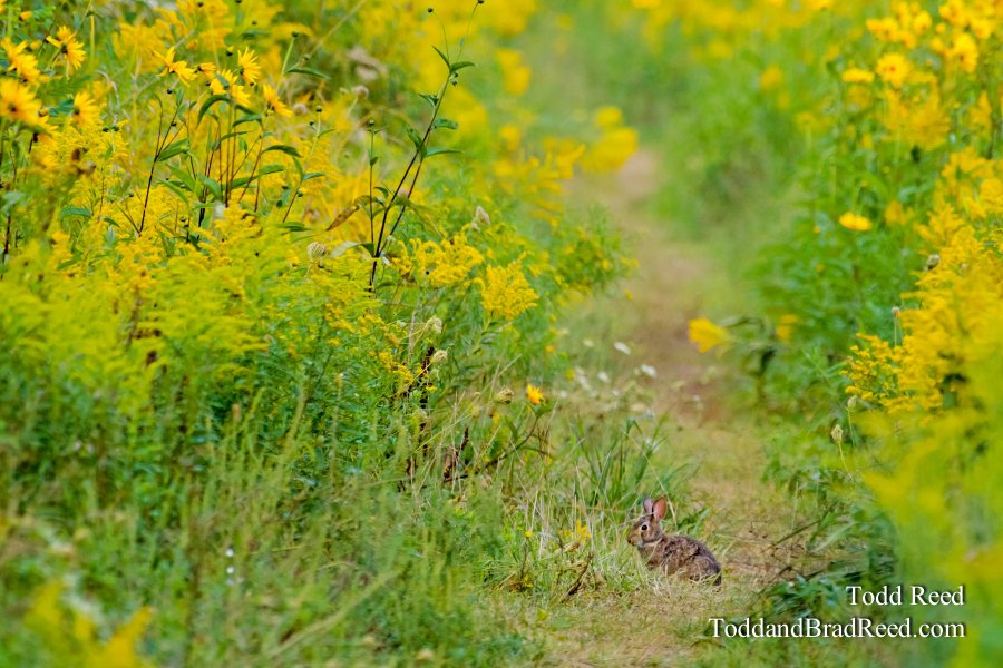 Bunny Trail