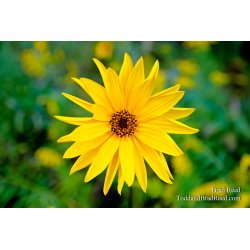 A Jerusalem Artichoke