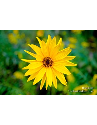 A Jerusalem Artichoke