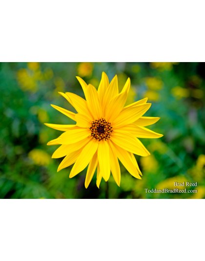 A Jerusalem Artichoke