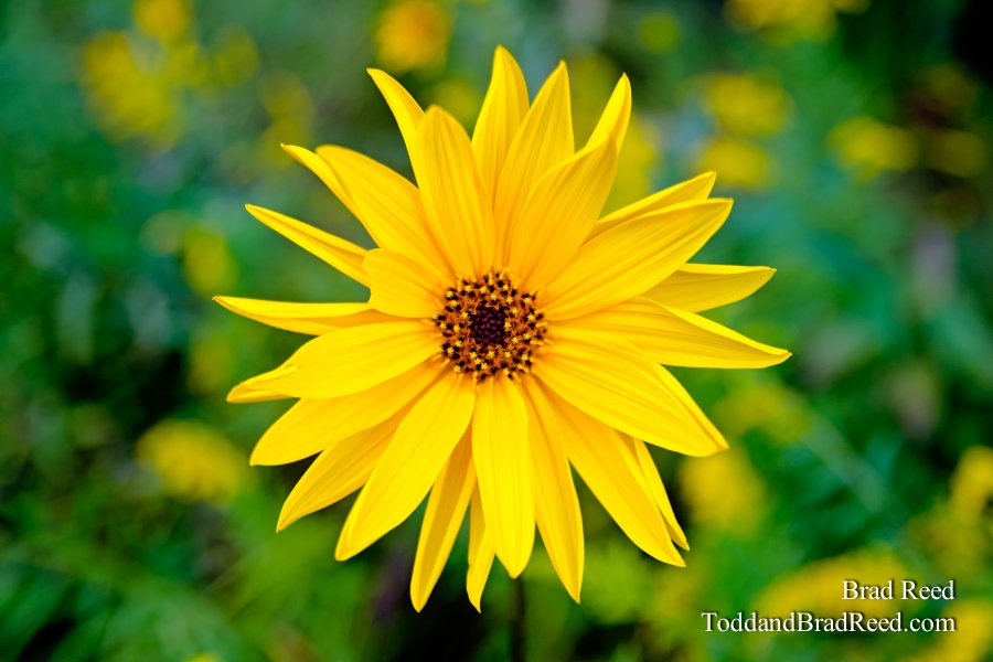 A Jerusalem Artichoke