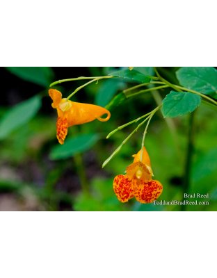 Spotted Touch-Me-Nots