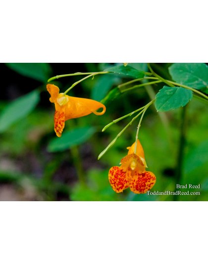 Spotted Touch-Me-Nots