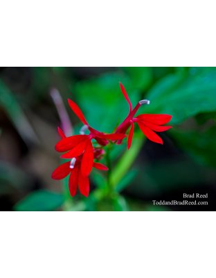 Cardinal Flowers in Michigan