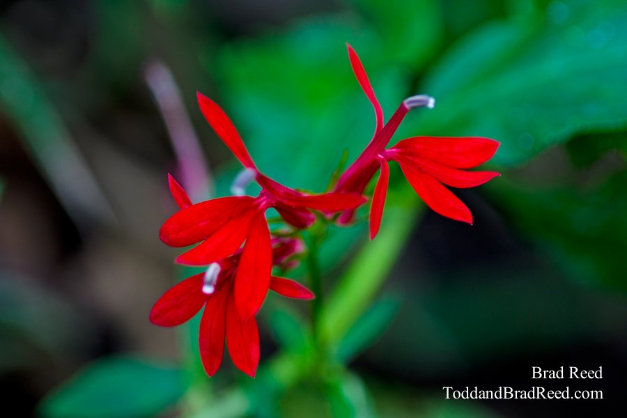 Cardinal Flowers in Michigan