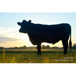 Bull