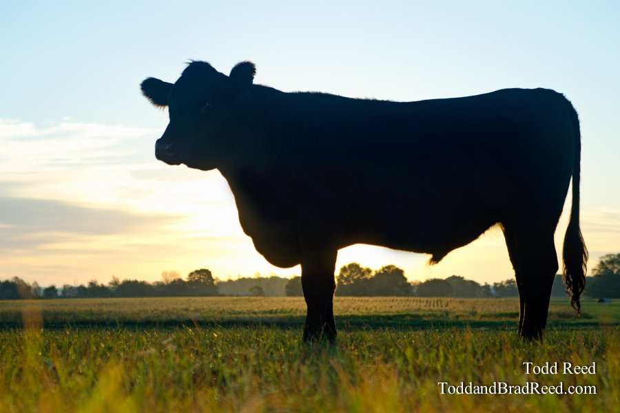 Bull
