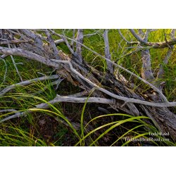 Interwoven