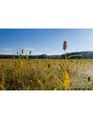 Nordhouse Lake Flowers