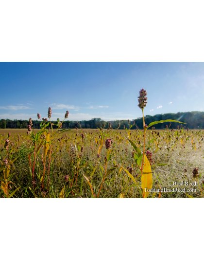 Nordhouse Lake Flowers